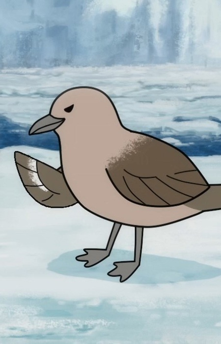 South Polar Skua